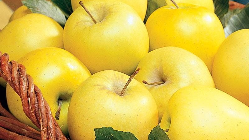أسعار+فوائد التفاح الأصفر