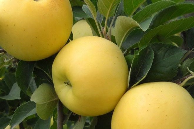 فوائد التفاح الاحمر والاخضر والاصفر