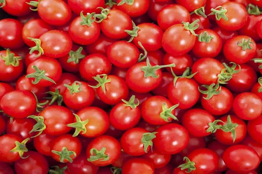 سعر طماطم احمر في السعودية الیوم