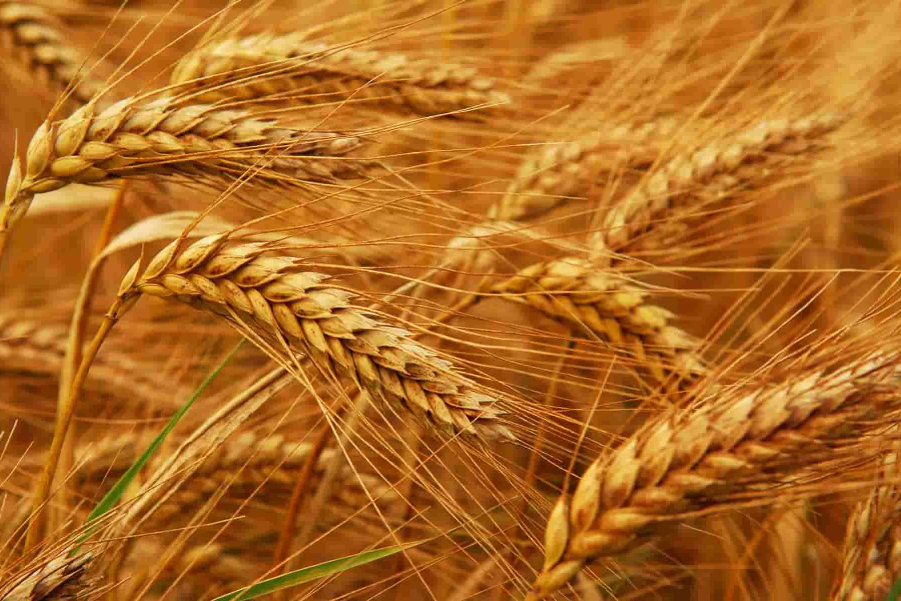 إنتاج القمح في الدول العربية
