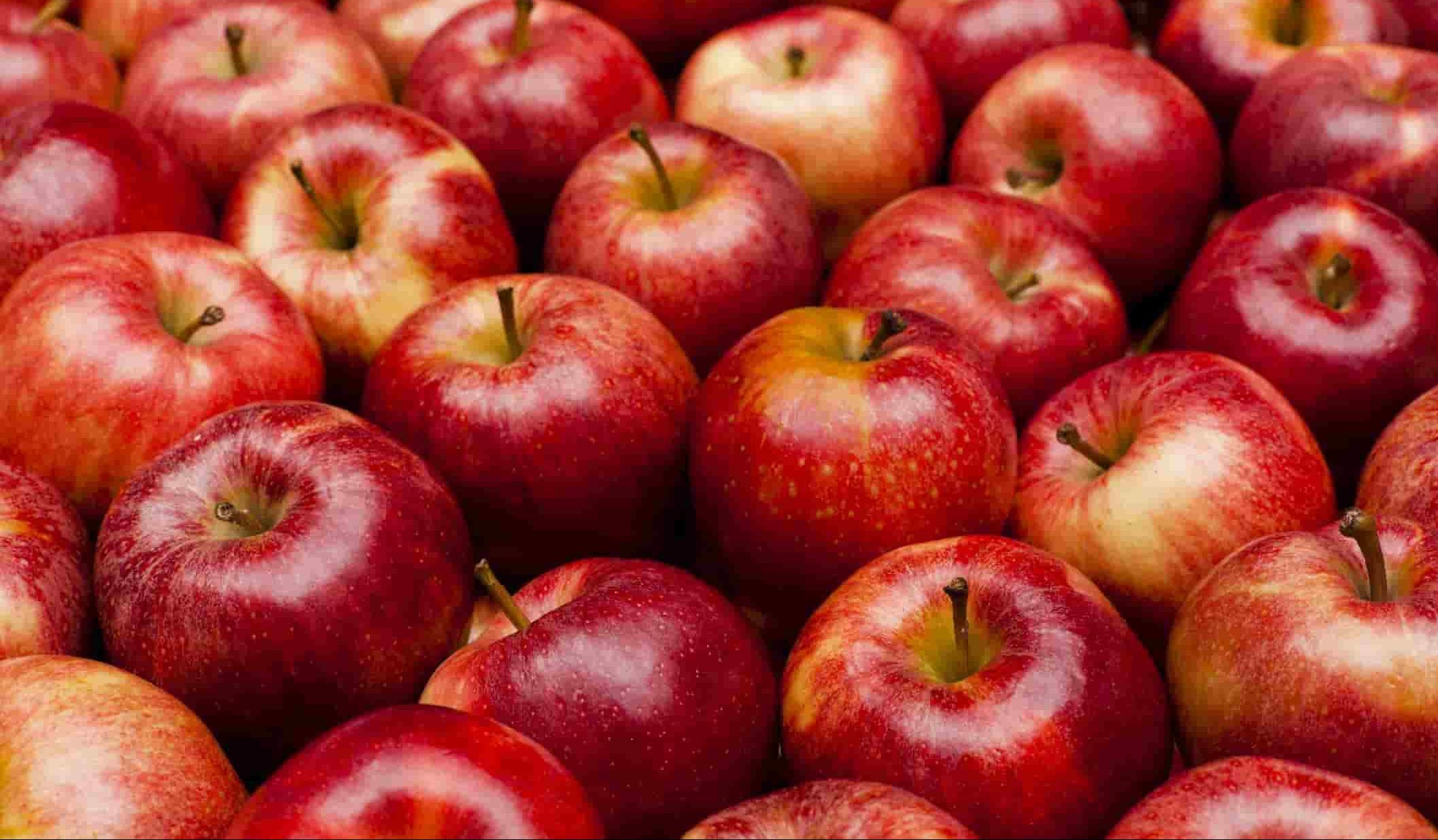 تصدیر التفاح البولندی