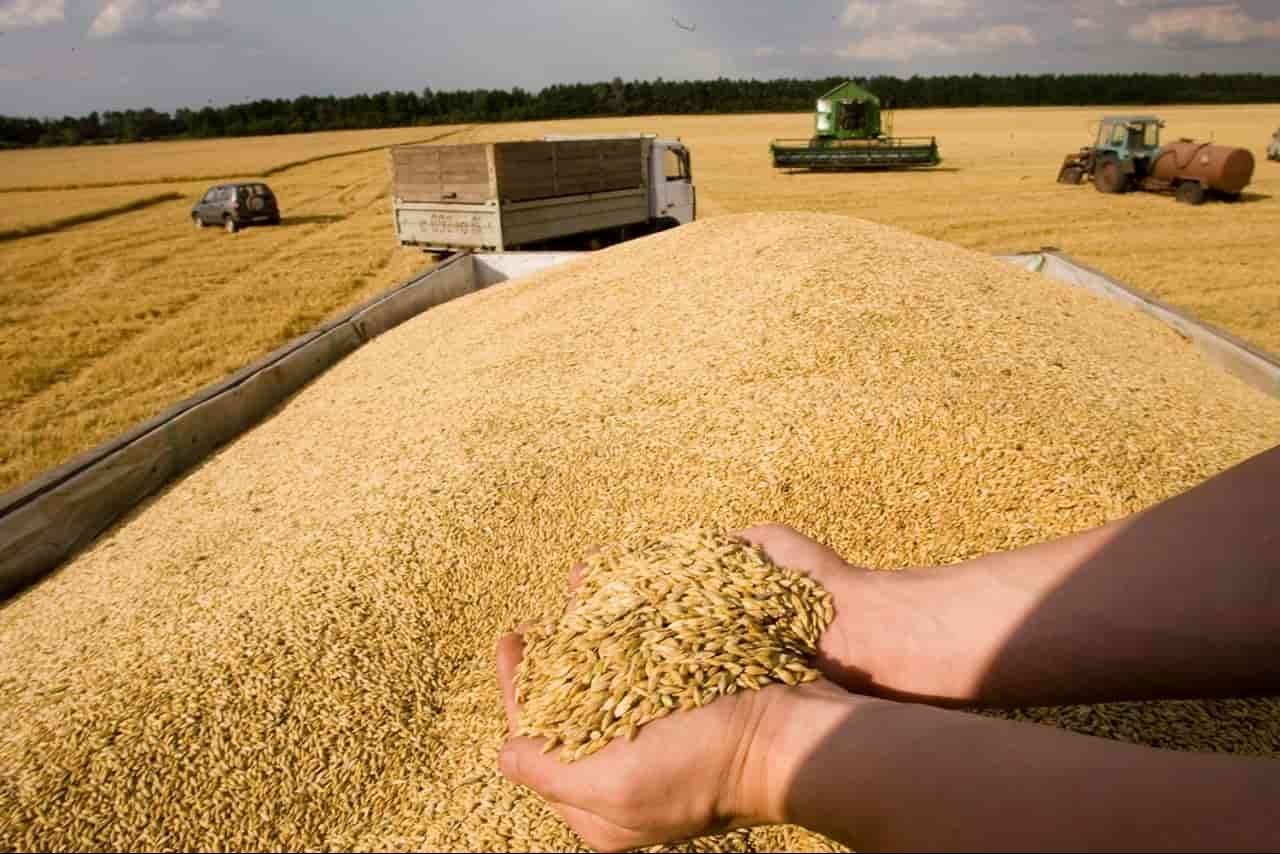 سعر طن القمح عالميا بالدولار