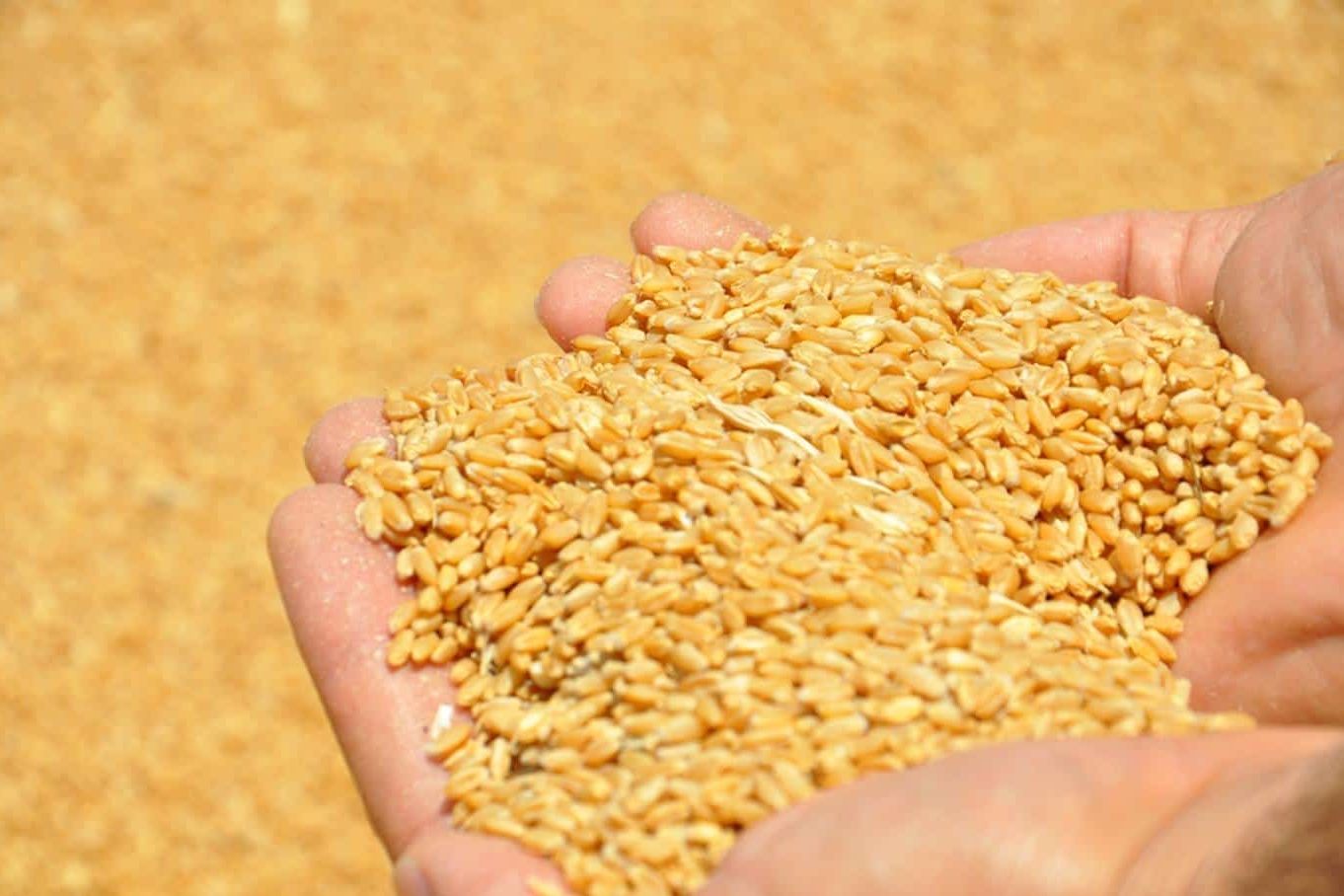 اسعار طن القمح عالميا اليوم بالدولار