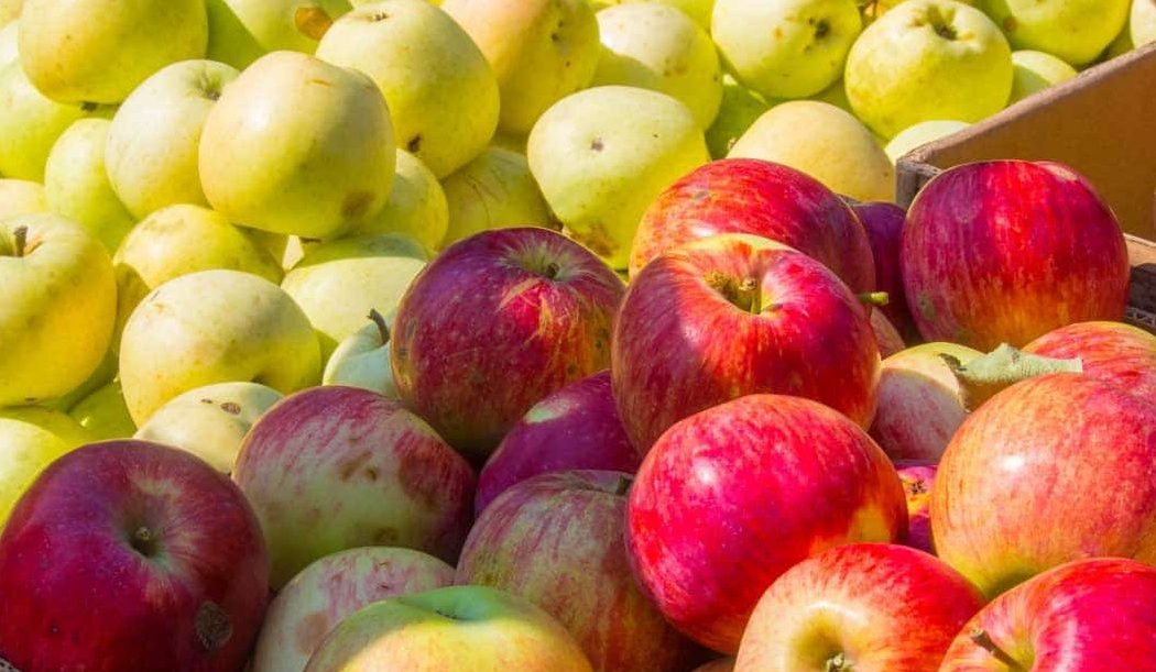 اسعار التفاح اليوم بالجملة