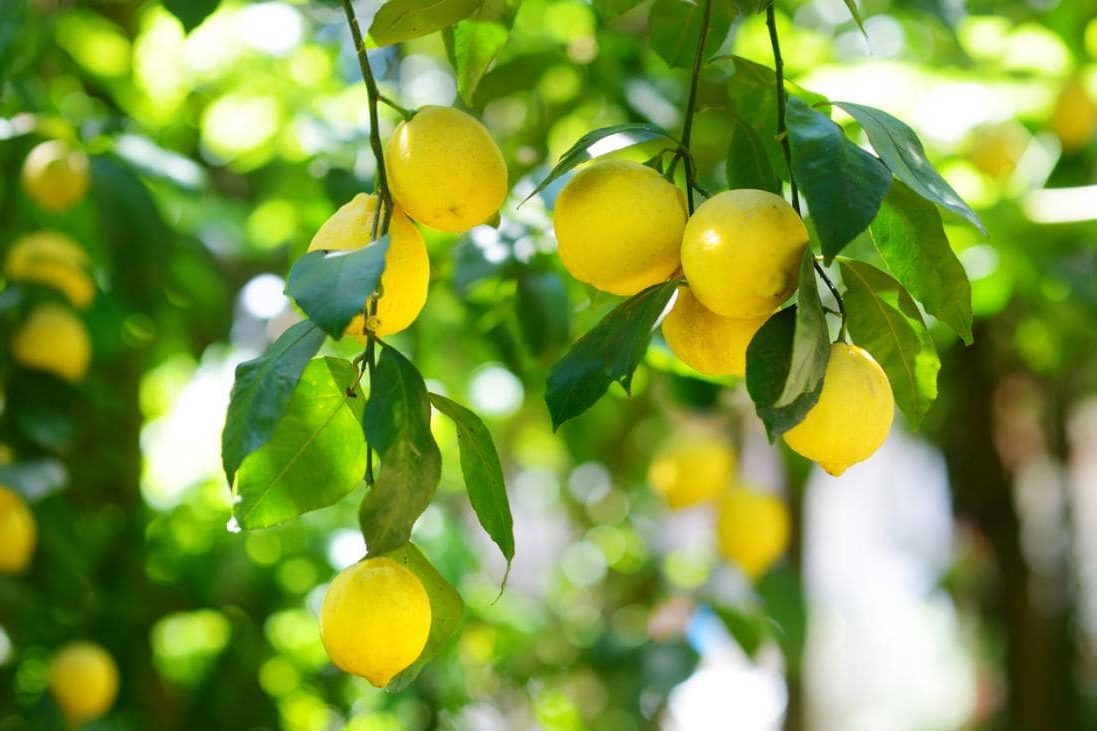 تصديرافضل انواع الليمون في العالم
