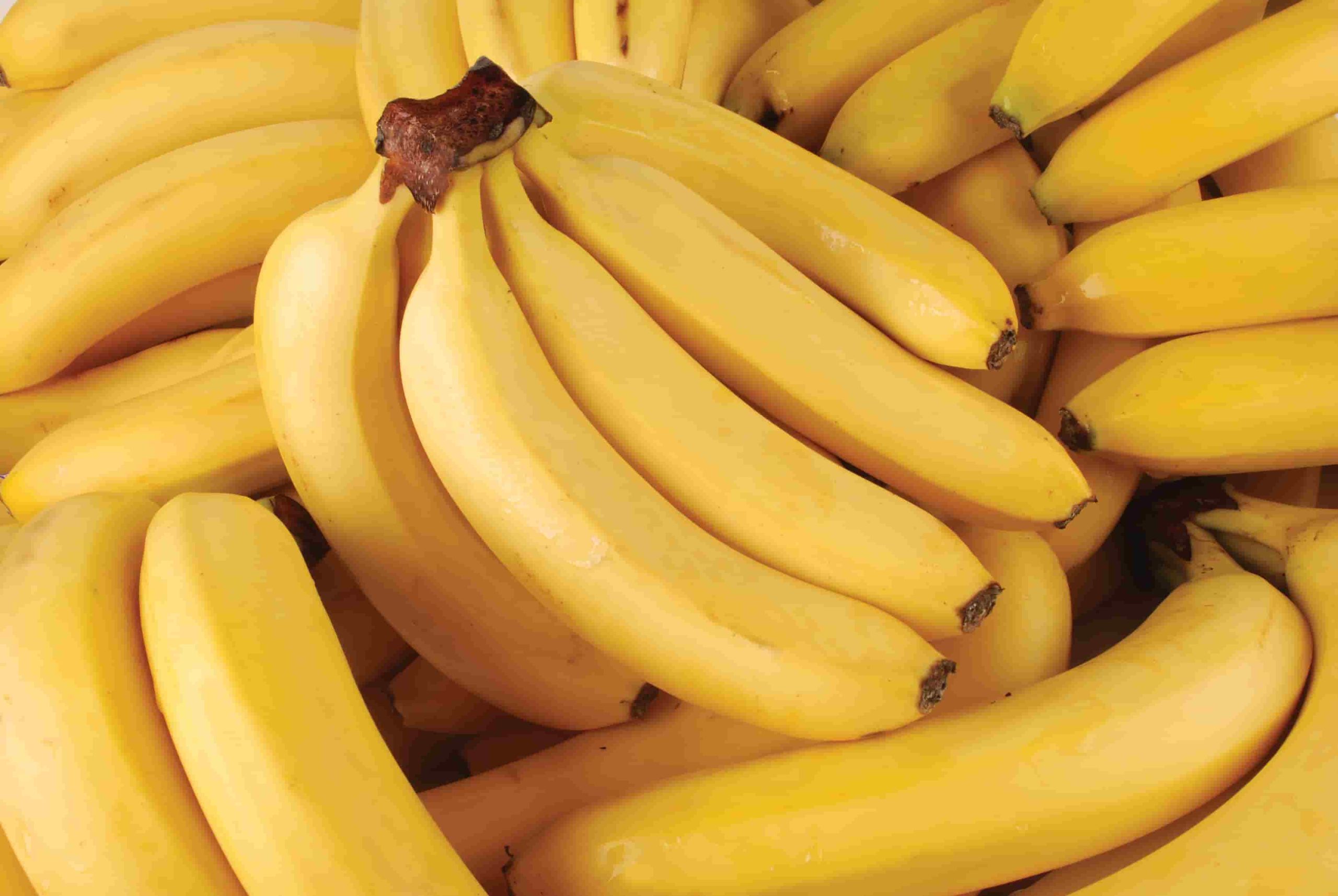 سعر انواع الموز الممتاز