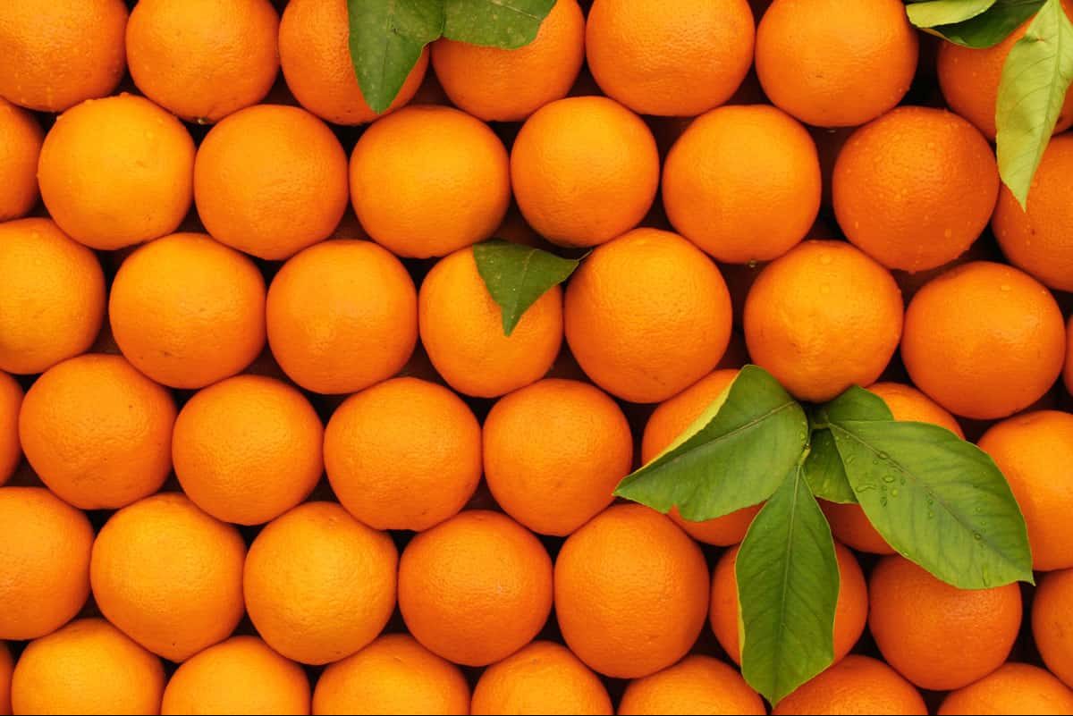 اسعار شراء انواع البرتقال وفوائده لعلاج الامراض