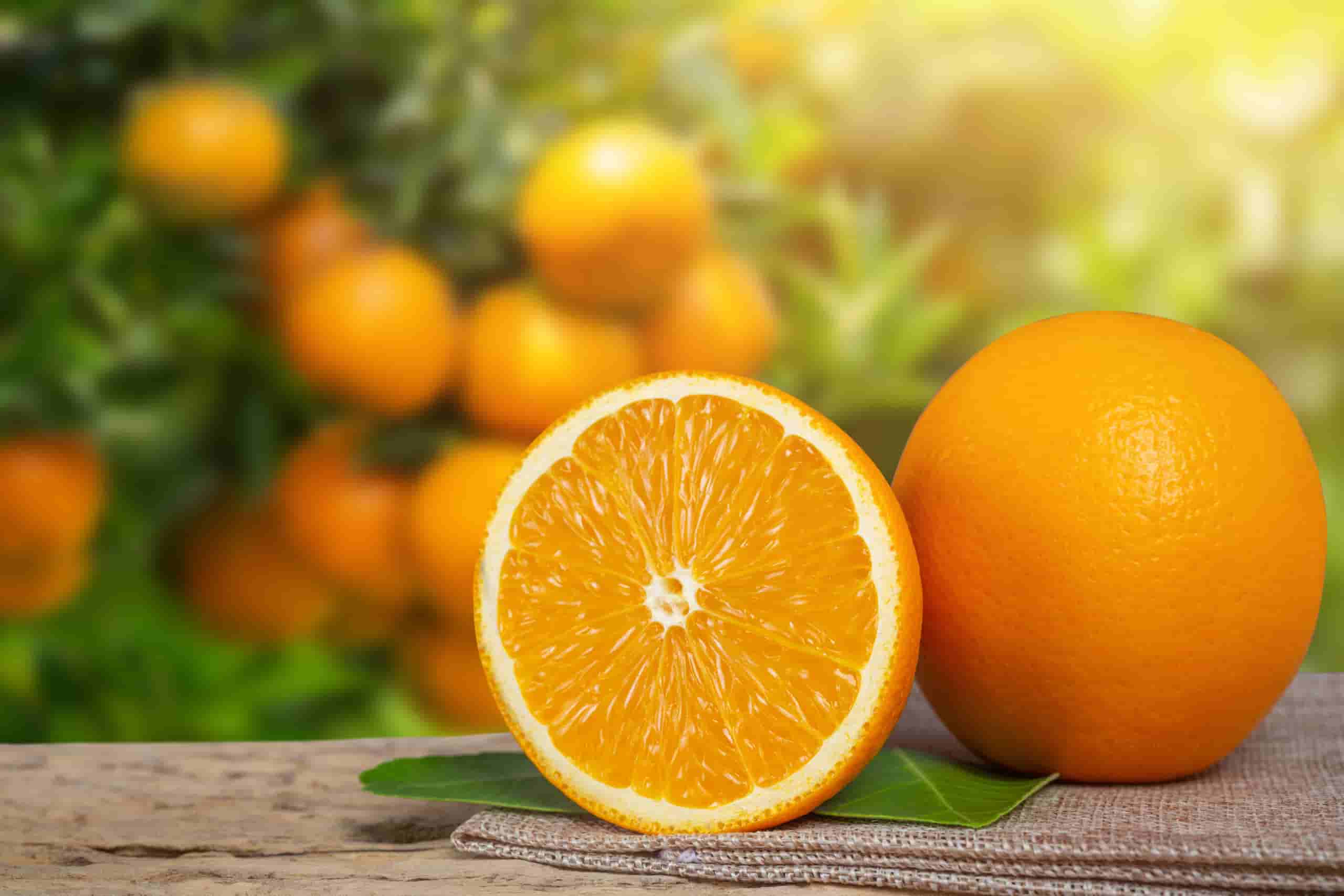 أسعار البرتقال اليوم تصدير