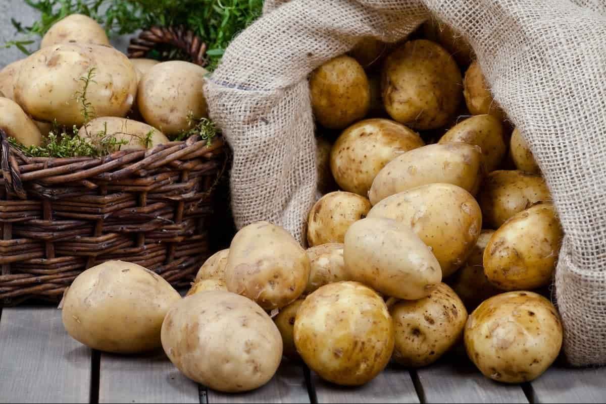 تصدير البطاطس الطازج فی ایران