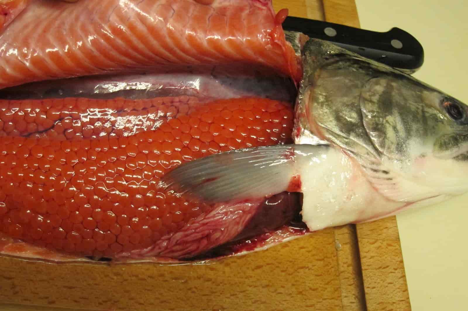 فوائد سمك الكافيارالعديدة ومذاقه الفريد وتنوع المقبلات