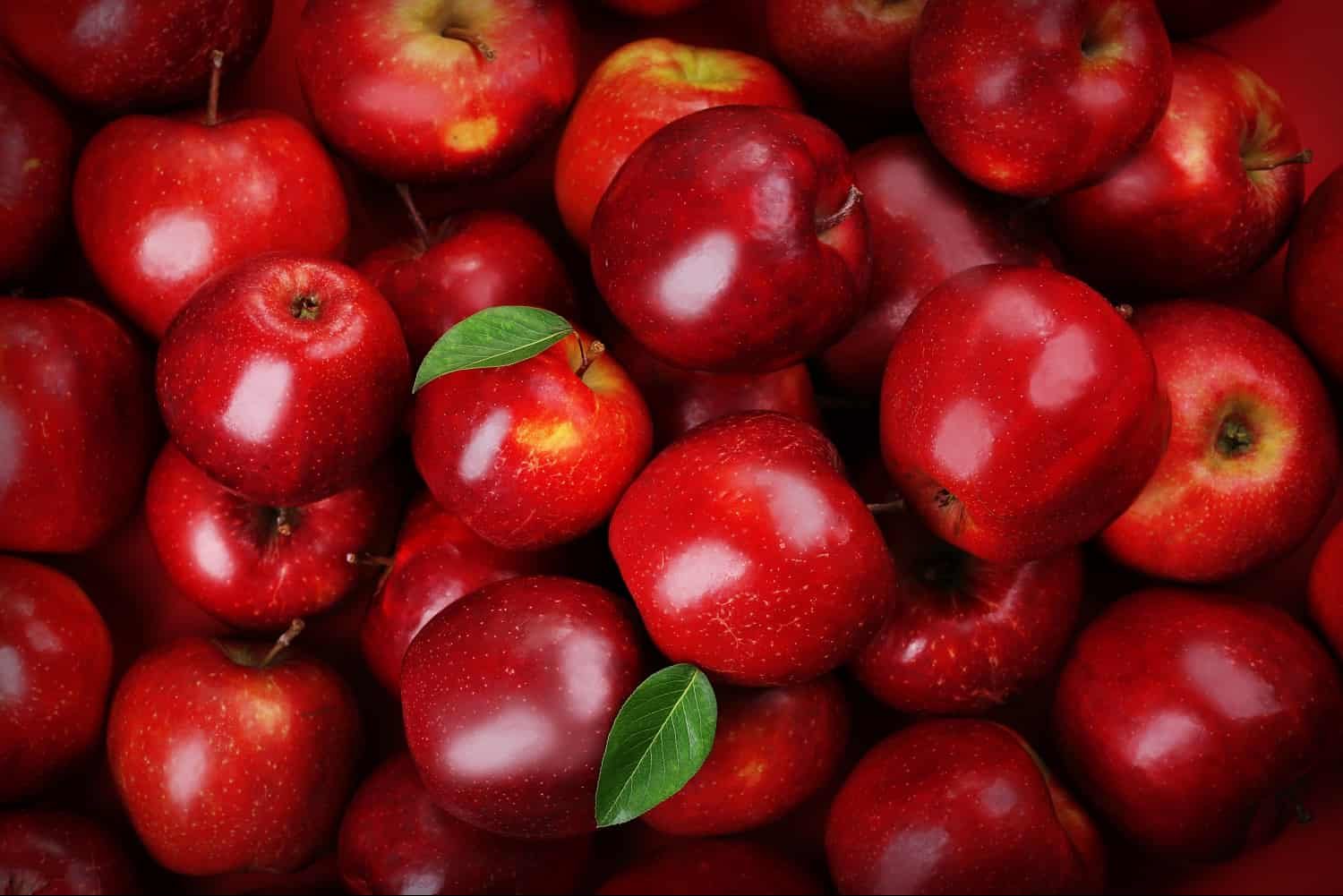 انواع تفاحة حمراء من الدرجة الأولى