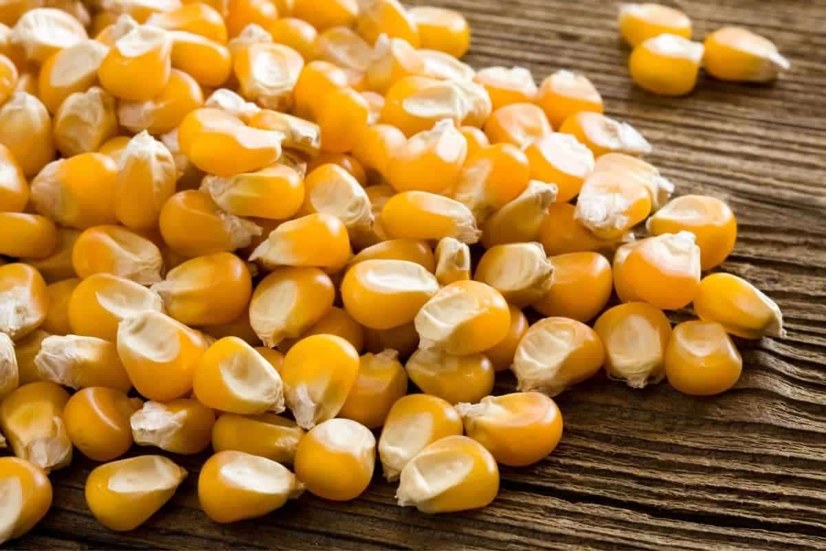 افضل انواع الذرة الشامية الصفراء خصائصها و كيفية استيرادها
