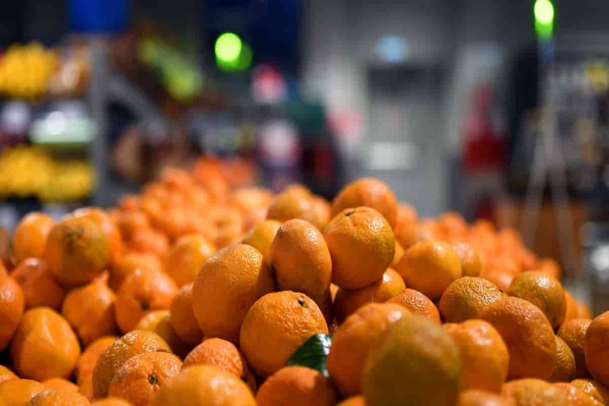 برتقال ملكي الشراء والسعر الیوم
