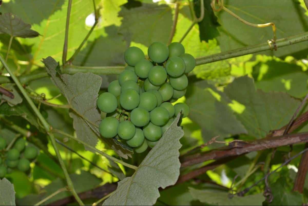 طريقة زراعة العنب الاخضر و موسم حصده لدخول السوق