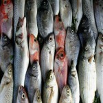 السمك سوق العبور؛ تحسين وظيفة الجهاز المناعي الفوسفور potassium