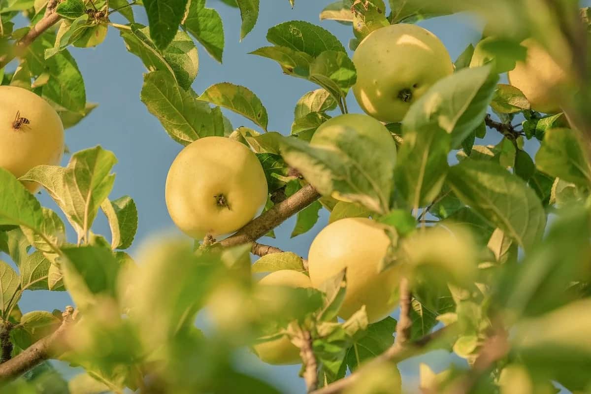 هل التفاح الاصفر مفيد للرجيم؟