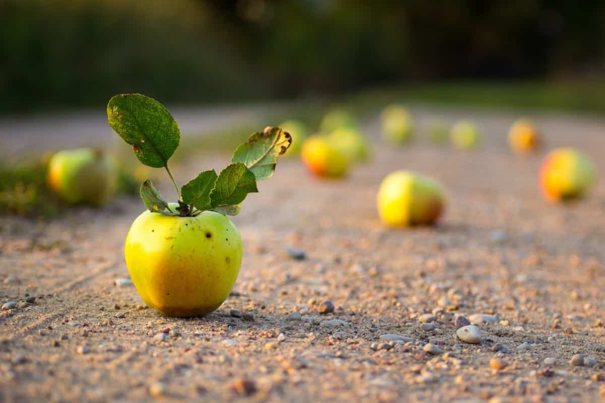 هل التفاح الاصفر مفید للحامل