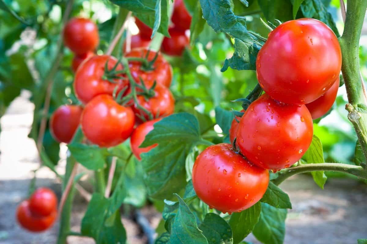 الطماطم اليوم للمستهلك؛ يحسن البصر يعالج أمراض العين مصدر البيتاكاروتين tomatoes