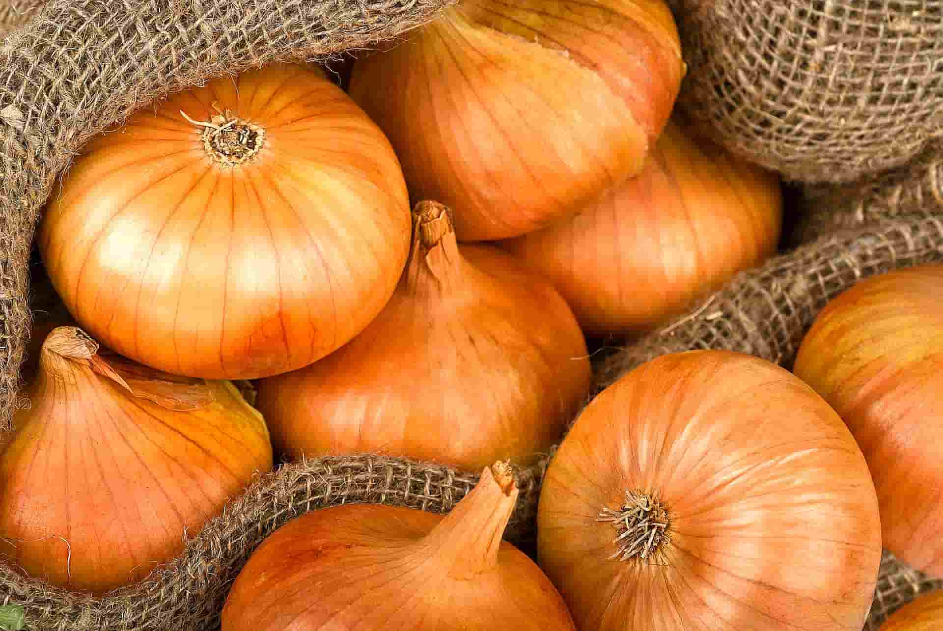 البصل الاصفر؛ حلو حار قشرة صلبة اللحمة بيضاء onion
