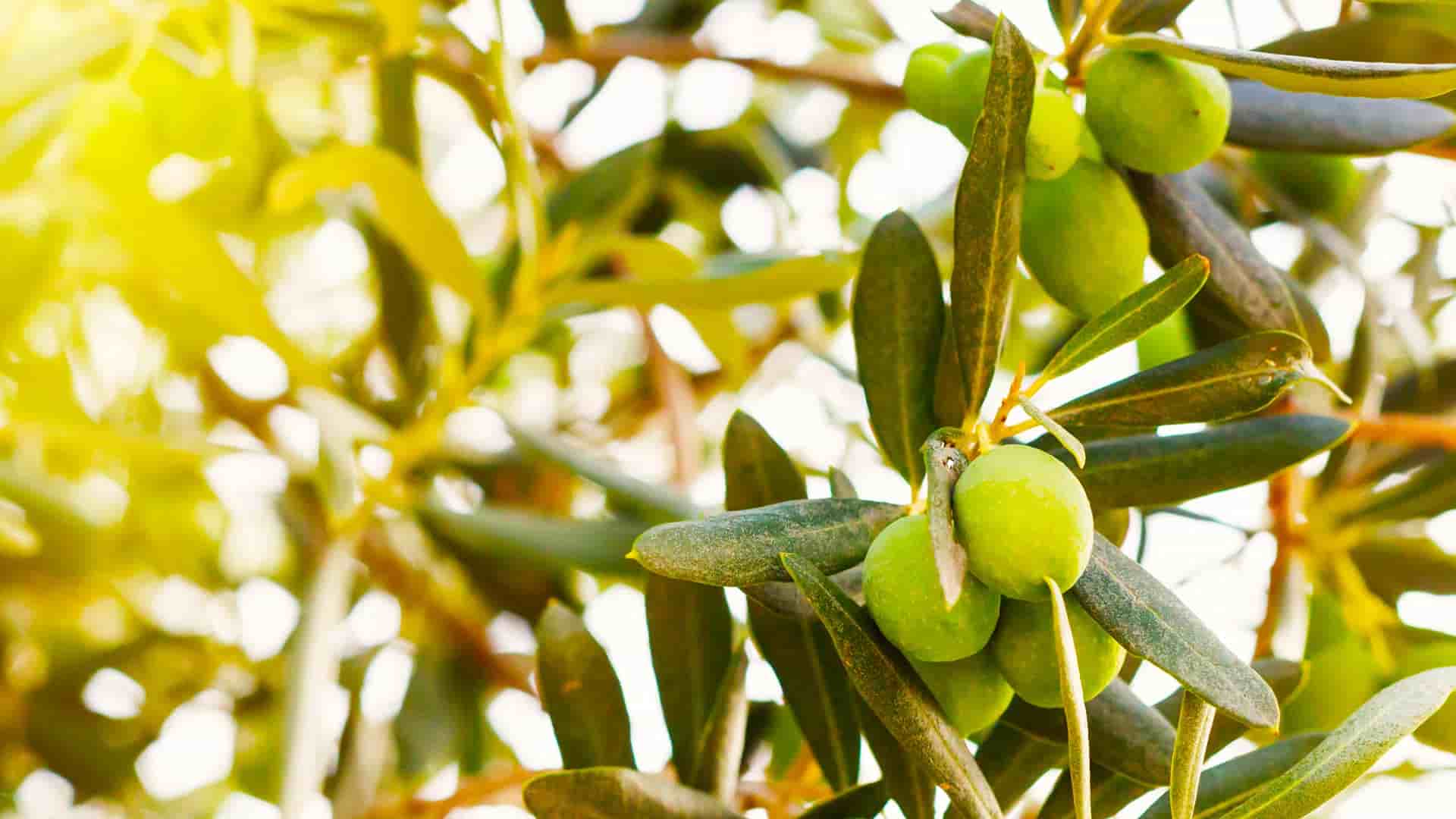 الزيتون في صفاقس؛ المظهر سمين القوام متوازن طعمه الخام مر olive