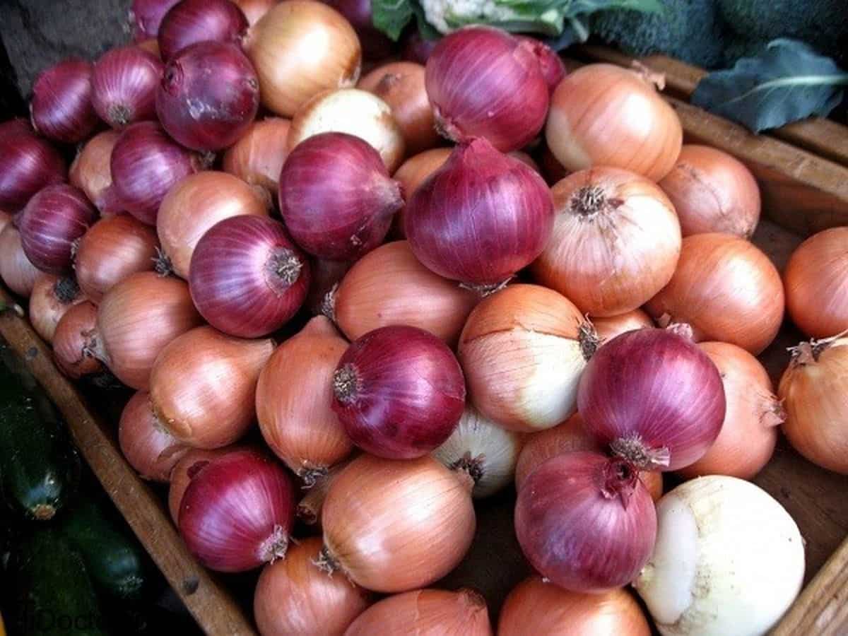 البصل بالهند؛ مضاد للميكروبات البكتريا الالتهاب يخفف الم لدغات الحشرات onion