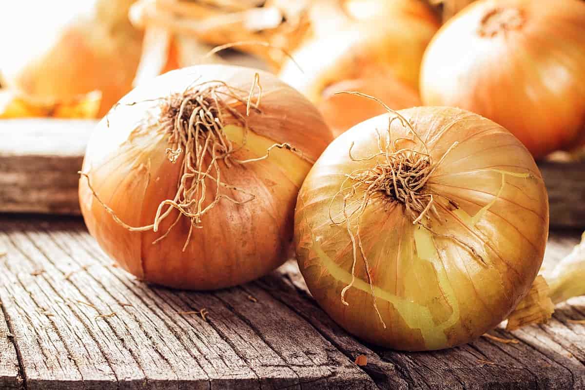 البصل مباشر؛ الانواع احمر ابيض اخضر اصفر يمنع هشاشة العظم onion