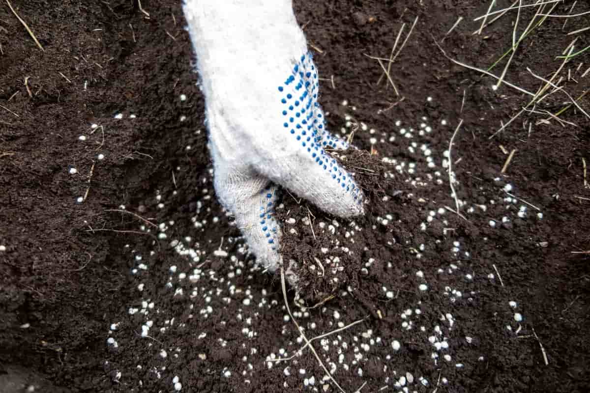 سماد سلفات البوتاسيوم؛ حبيبات بيضاء صغيرة وظيفته زيادة نمو النبات Fertilizer