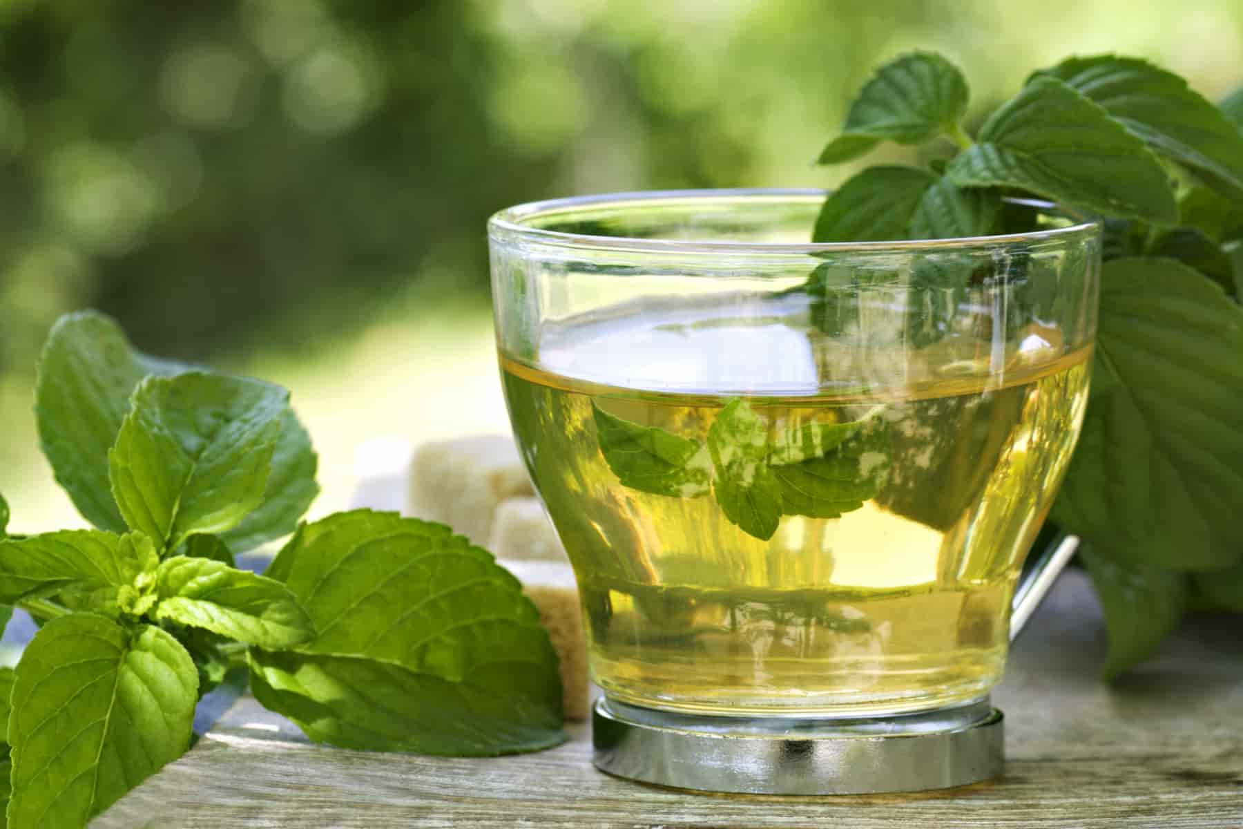 شاي اخضر باجه؛ لذيذًا عطريًا تقوية القلب العضلات فيتامين C 