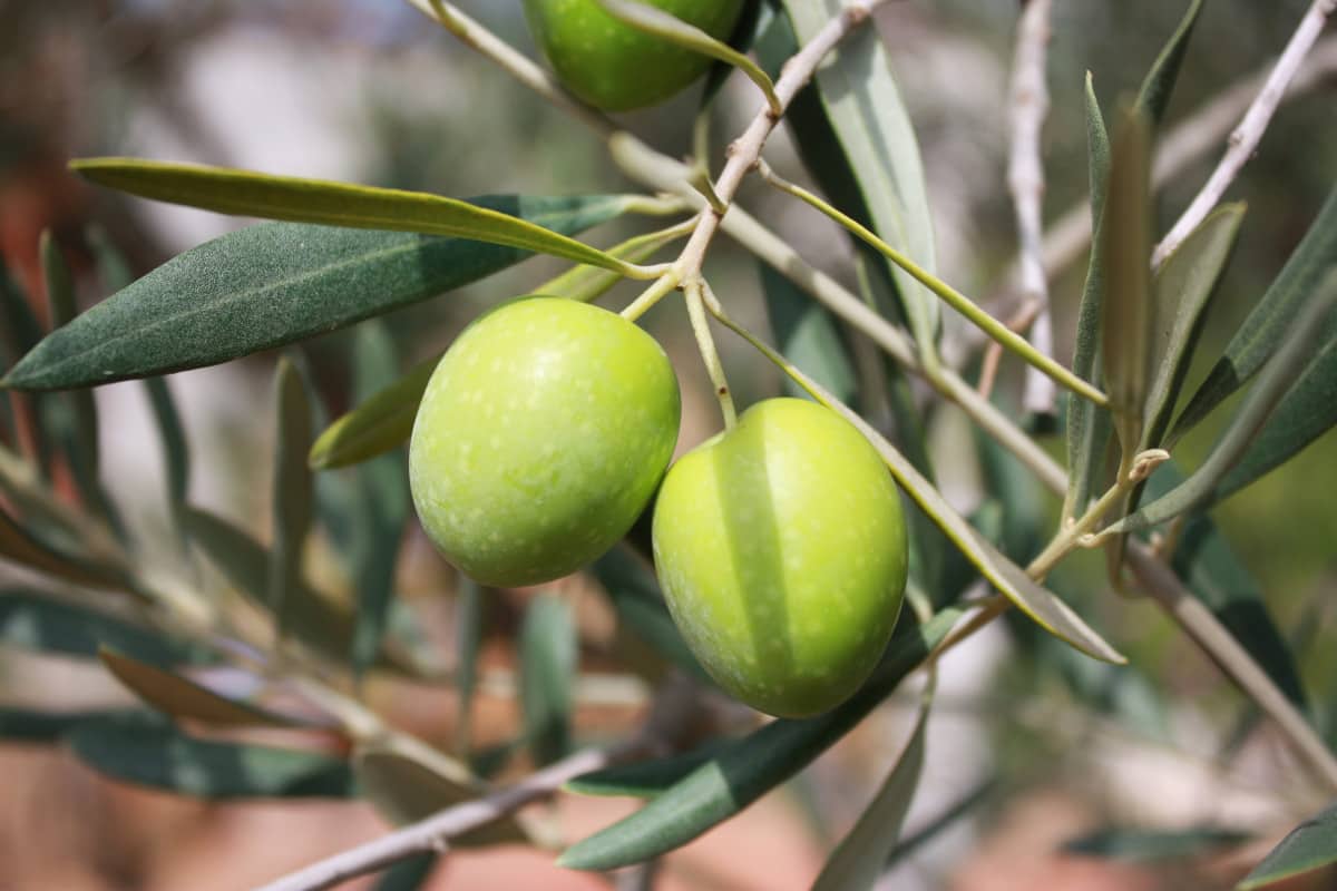 الزيتون التفاحي في سوق العبور؛ اخضر يتحول الأرجواني الأسود 120 نوعًا