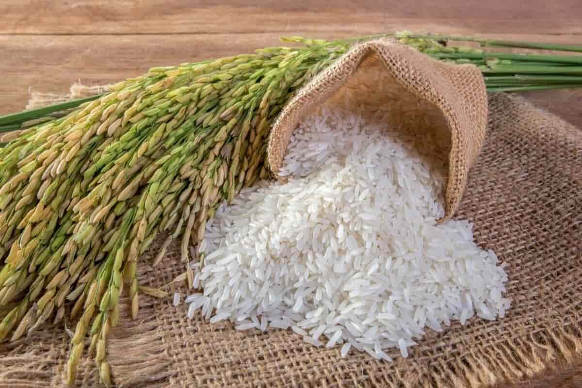 الأرز المصري الصغير؛ طويلة مدببة مذاق طيبة المناطق الحارة المليئة بالماء