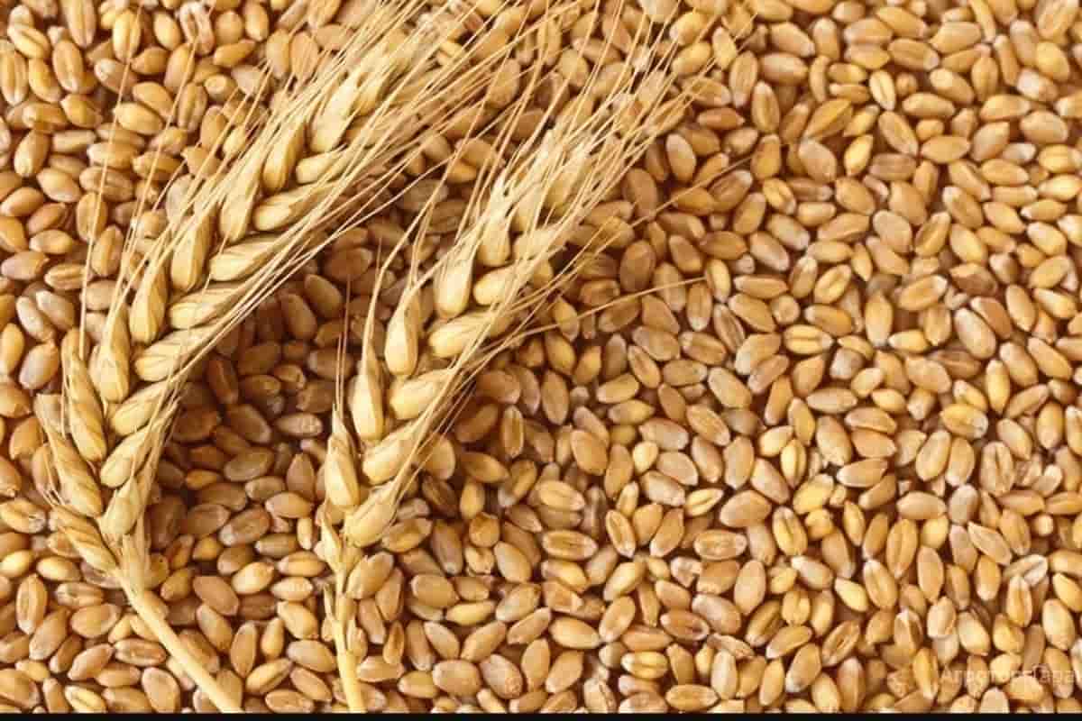 القمح في سوريا؛ حبة ربيع البروتين الدهون الفيتامينات تربية المواشي الدواجن