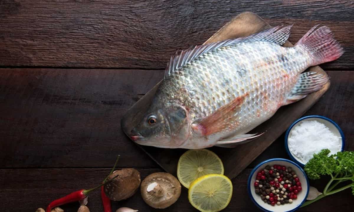 سمك البلطي اليوم؛ لحمها مرنًا مناخات الدافئة أوميغا 3 صحة القلب