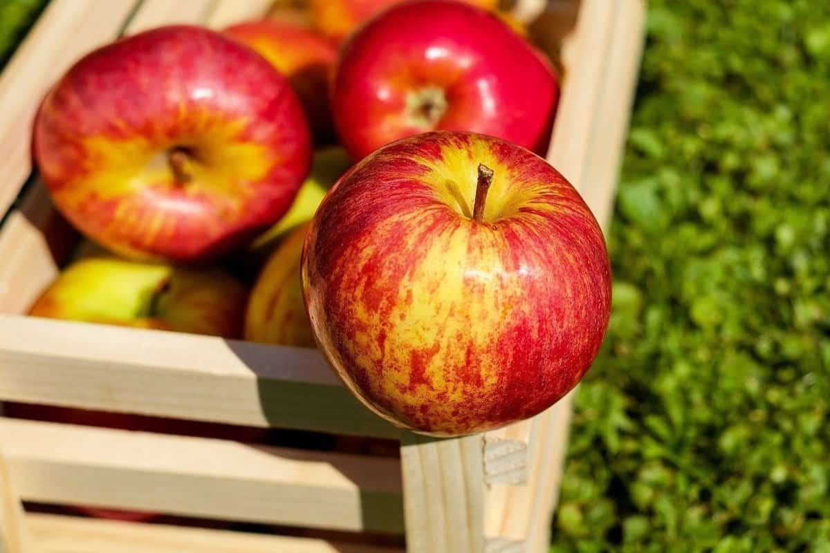 التفاح الامريكانى اليوم؛ سوبر شيف وريد ديليشس ستاركينج الفيتامينات Potassium