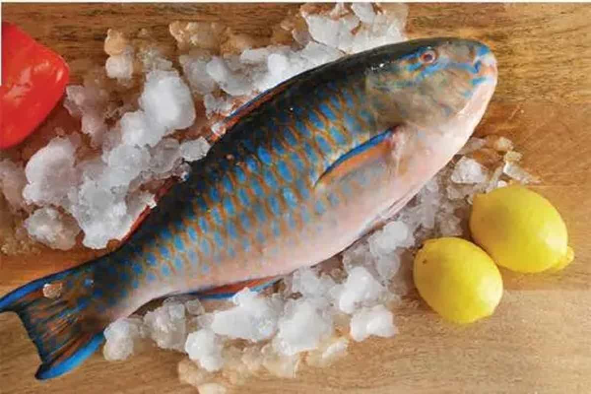سمك الحريد اليوم؛ المحيط الهندي يمنع السكتة الدماغية فيتامين د أوميغا 3 الفوسفور 