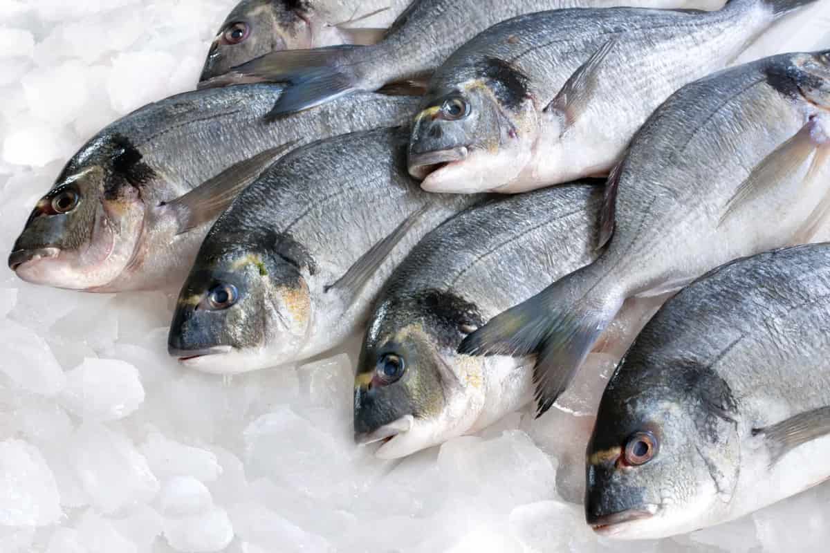 سمك الميرو في الجزائر 2023؛ بيضاء باردة البحار الأنهار فيتامين د Omega 3
