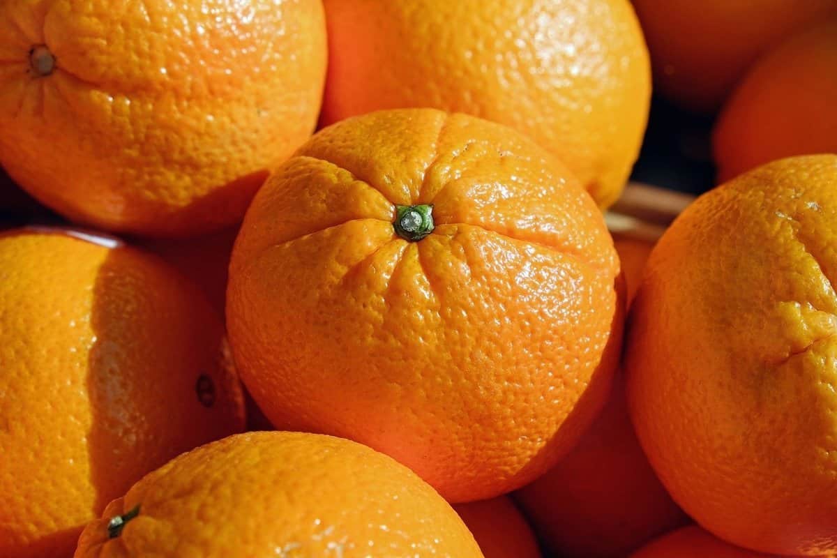 البرتقال اليوم في محطات التصدير؛ كبيرة متوسطة إيران إسبانيا أمريكا Vitamin C