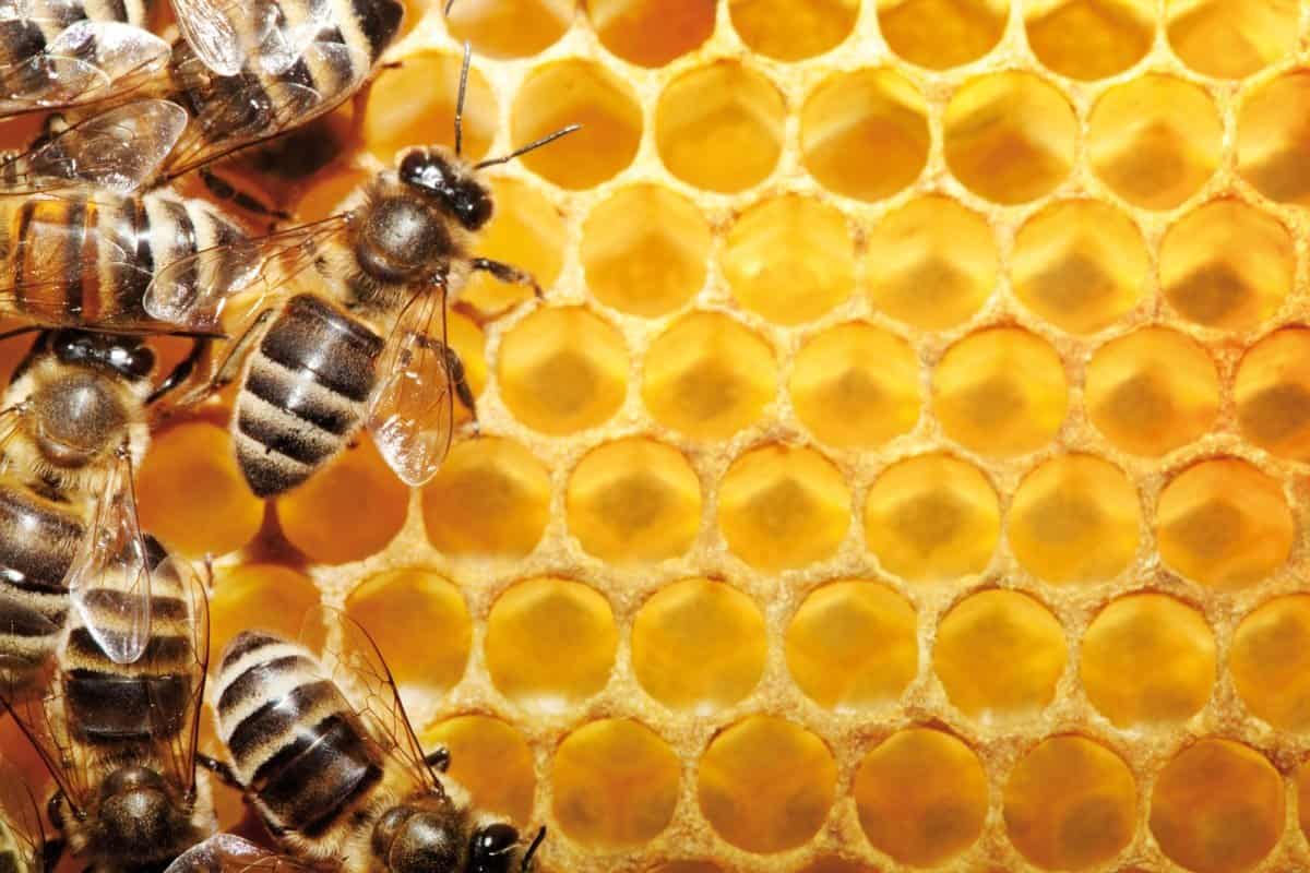 عسل النحل في مصر؛ أصفر رحيق النباتات البروتين فيتامينات K C B