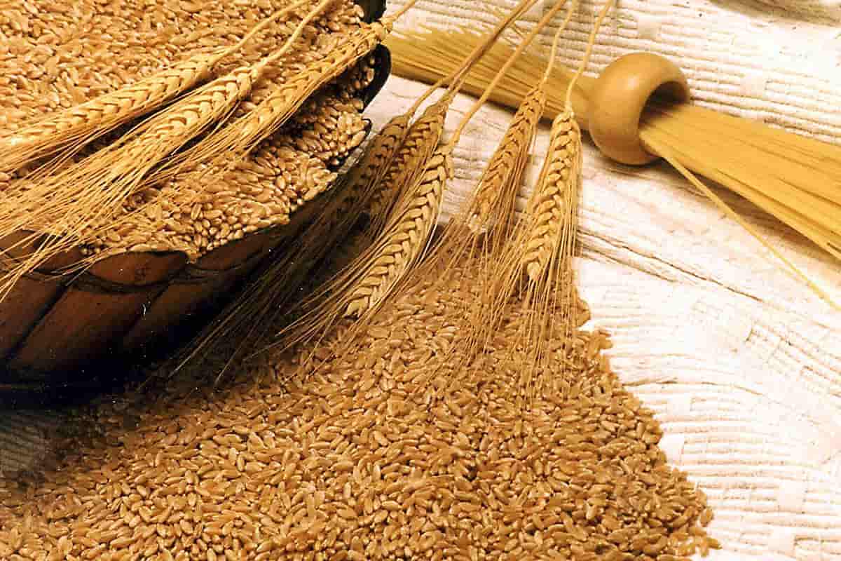 القمح في الجزائر؛ منتج نقي ضروري استهلاك اليومي