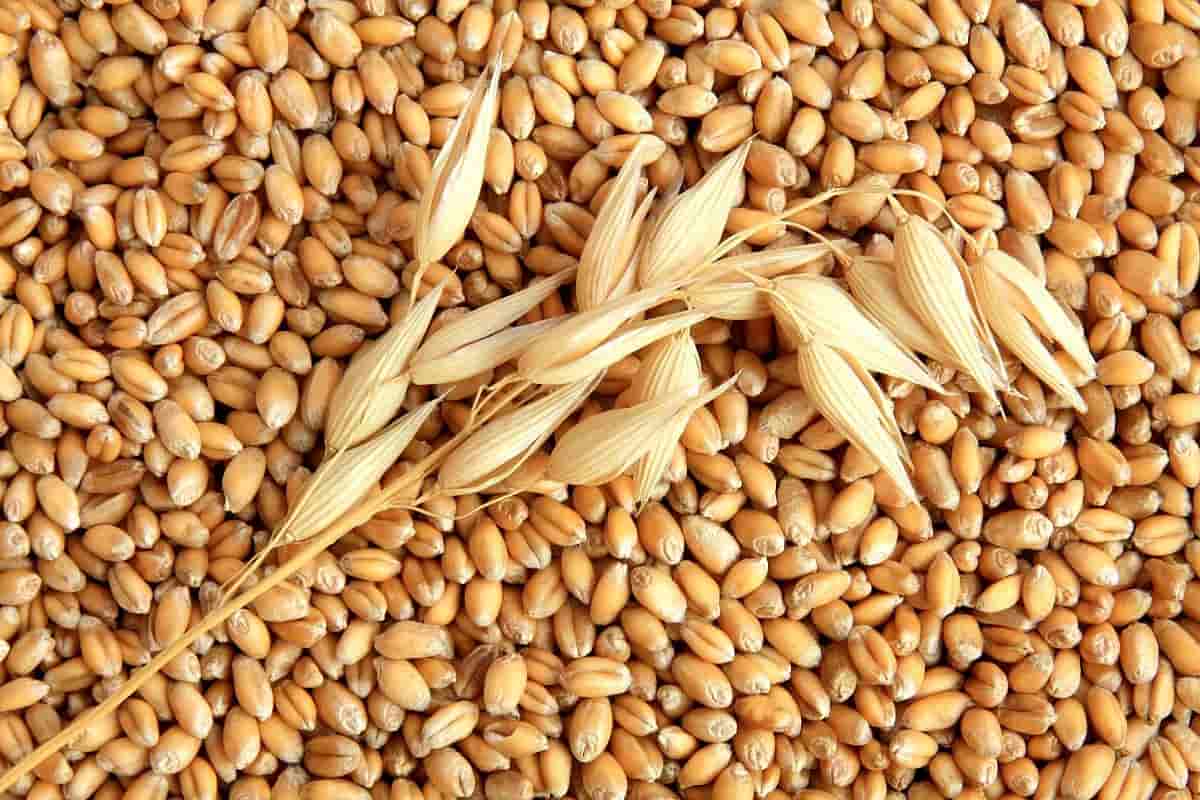 الشعير في ايران؛ خبز شبع طويل الأمد فيتامينات E D الكالسيوم protein