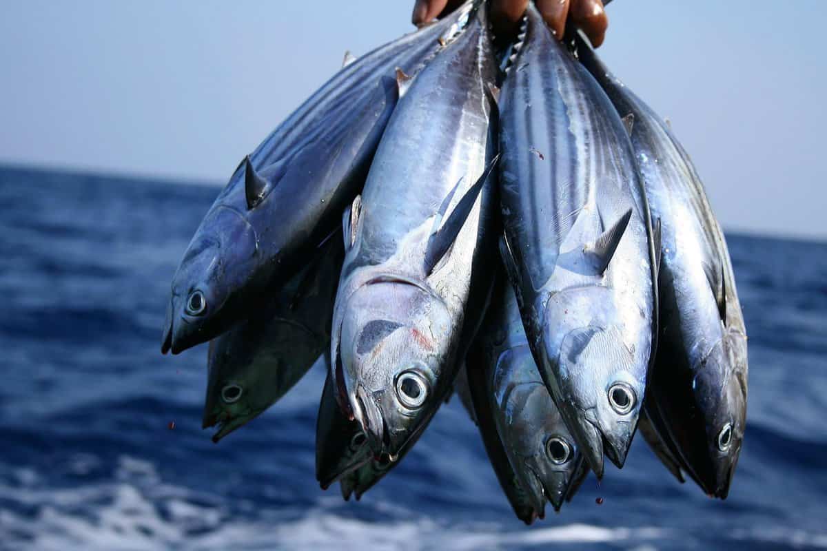 سمك التونة اليوم؛ الوردي المحمر الأحماض الدهنية أوميغا 3 البروتين Vitamin D