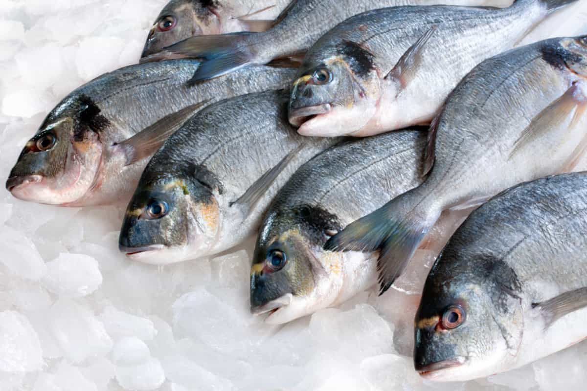سمك قشر بياض؛ ملئ البروتين صحي للقلب يمنع مرض السكري
