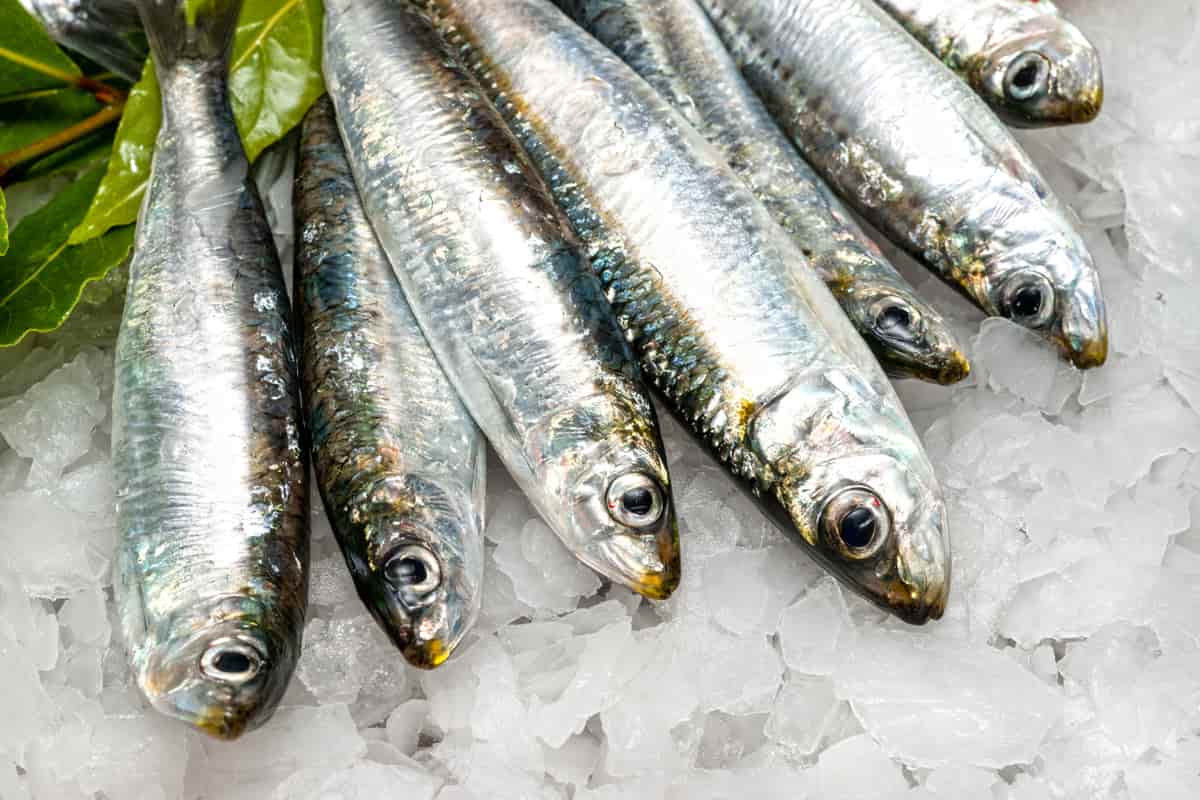 سمك السردين اليوم؛ مأكول بحري الوقاية جميع الأمراض قيمتها الغذائية العالية