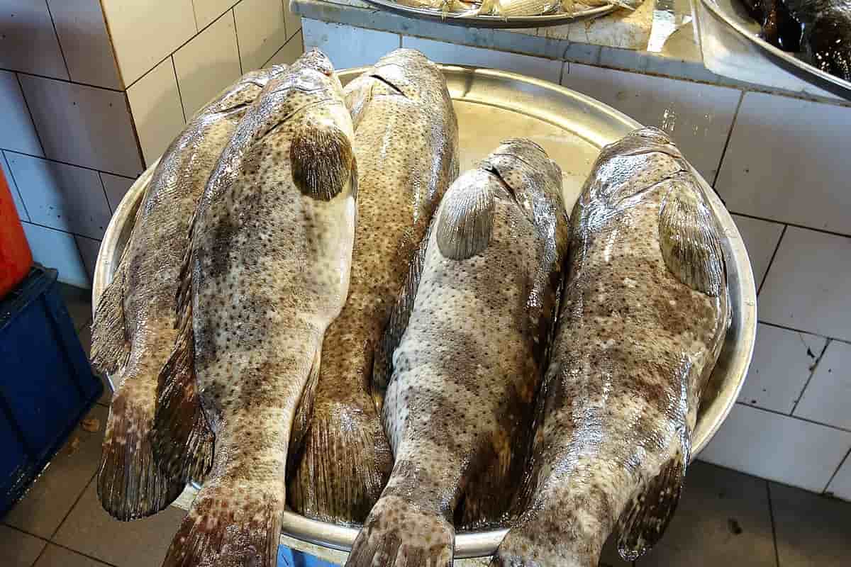 سمك الهامور اليوم في الامارات؛ أبيض تمنع حدوث السرطان البروتين selenium