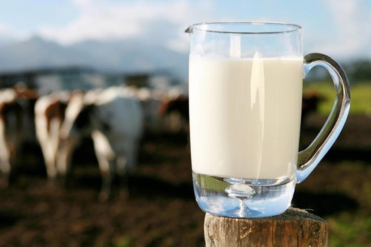 حليب البقر في الجزائر 2023؛ مشروب اللذيذ الغذاء الرئيسي الأطفال