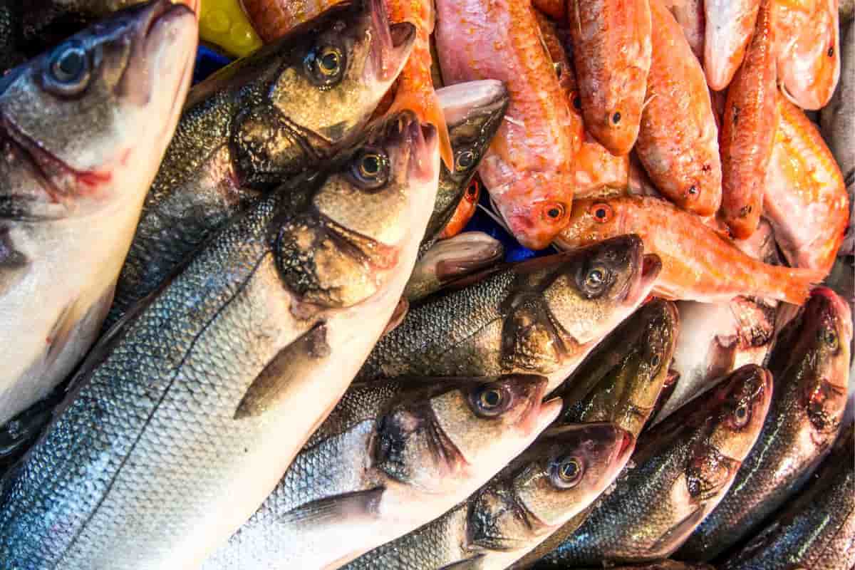 السمك اليوم الثلاثاء؛ البحرية المستزرعة النهرية الكالسيوم اليود Vitamin D
