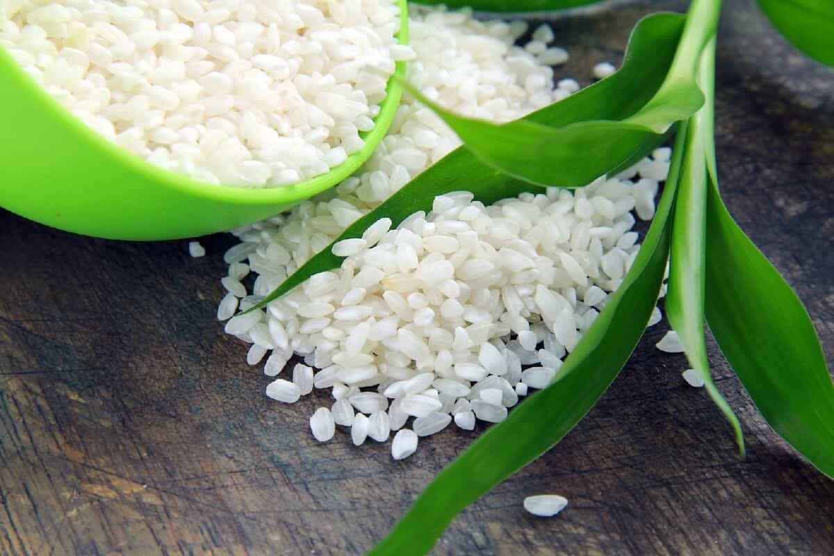 الأرز اليوم 2023؛ حبيبات استخدامه جميع المنازل زراعة آسيا لون البني