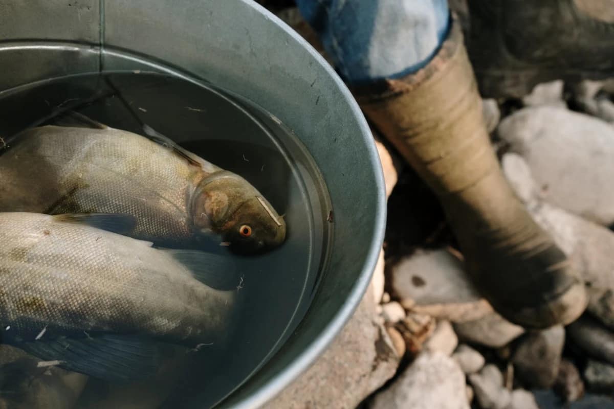 سمك الدنيس فى مصر اليوم؛ منتج غني بالبروتين لحم الأبيض الناعم