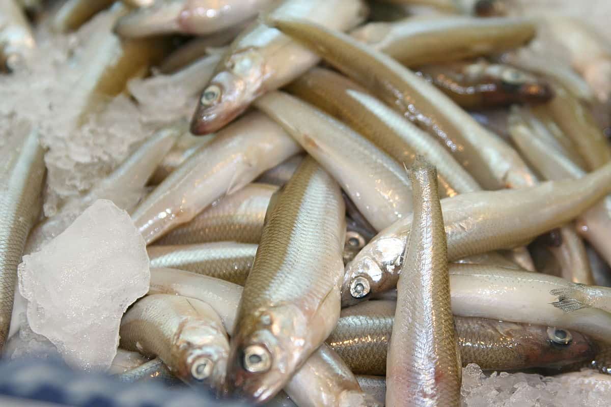 سمك المكرونة المستورد؛ مأكول البحري يعيش داخل الخليج الفارسي