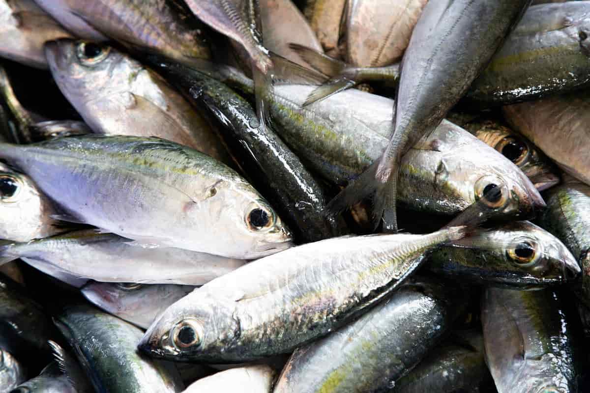 سمك الميرا اليوم؛ منتجا بحریه يعيش البحر الأبيض المتوسط