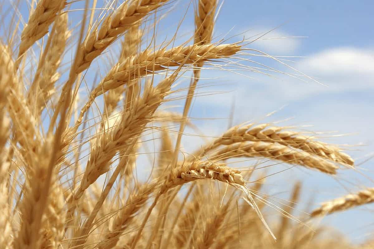 القمح اليوم بالدولار؛ زراعته فلسطين ينمو المناطق الجافة